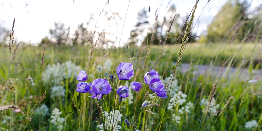 Blommor vid vägkant
