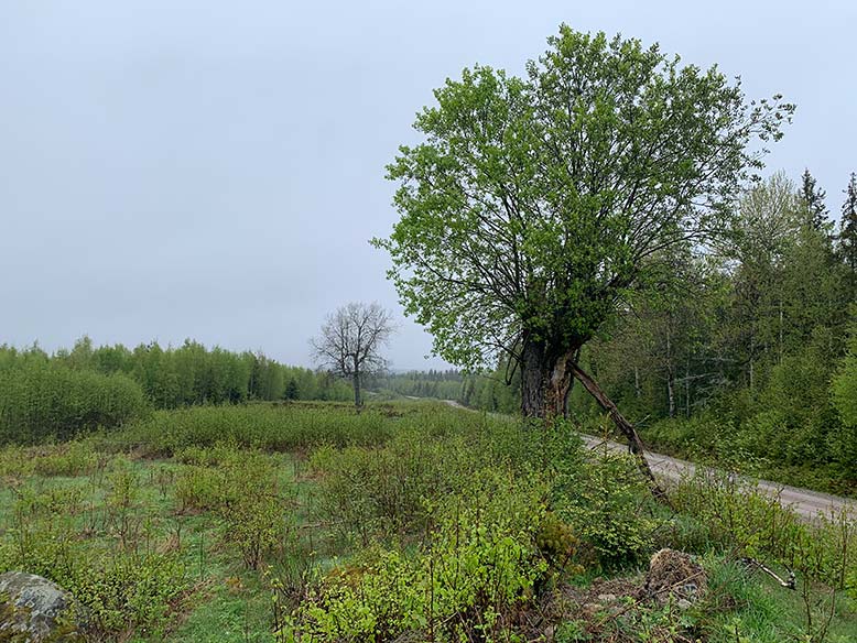 Hamlade träd och igenväxt mark på Villingsbergs skjutfält