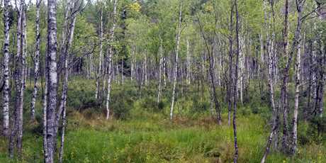 Grönskande björkskog.