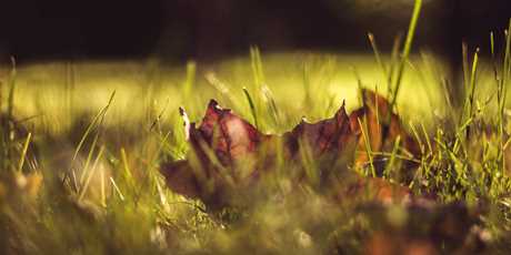 Gräs och ett torkat löv i närbild.