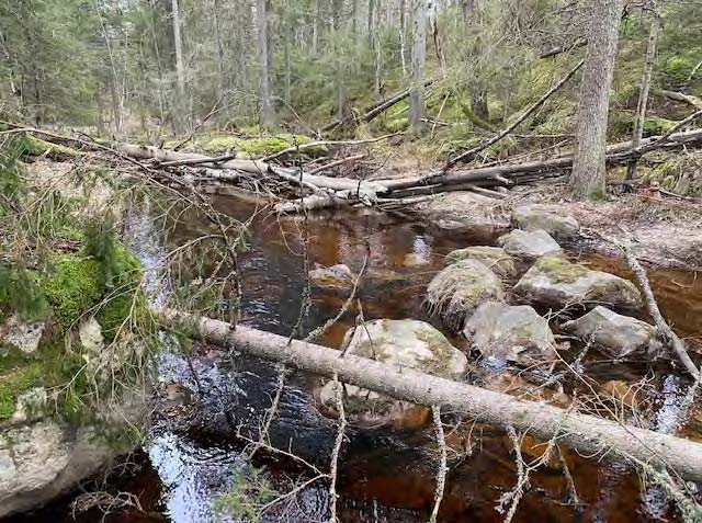 Död ved i Hedströmmen utgör viktiga livsmiljöer för exempelvis insekter