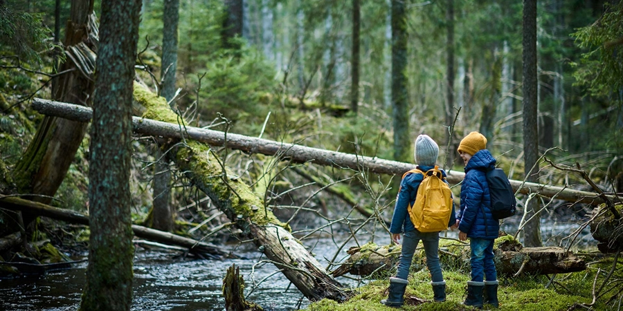 Pojkar på äventyr i skog med fallna träd och bäck. Risvedens naturreservat, Västergötland