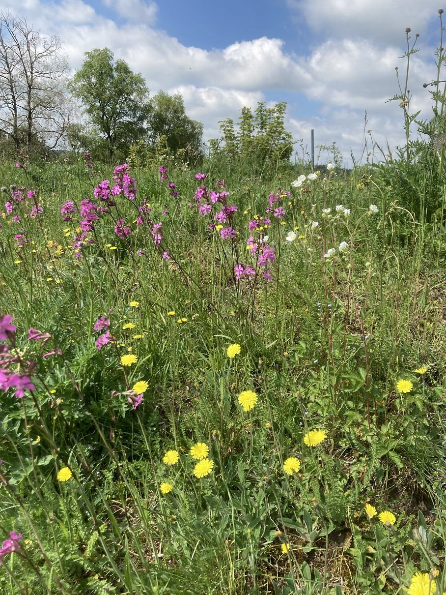 Blommor på en äng.