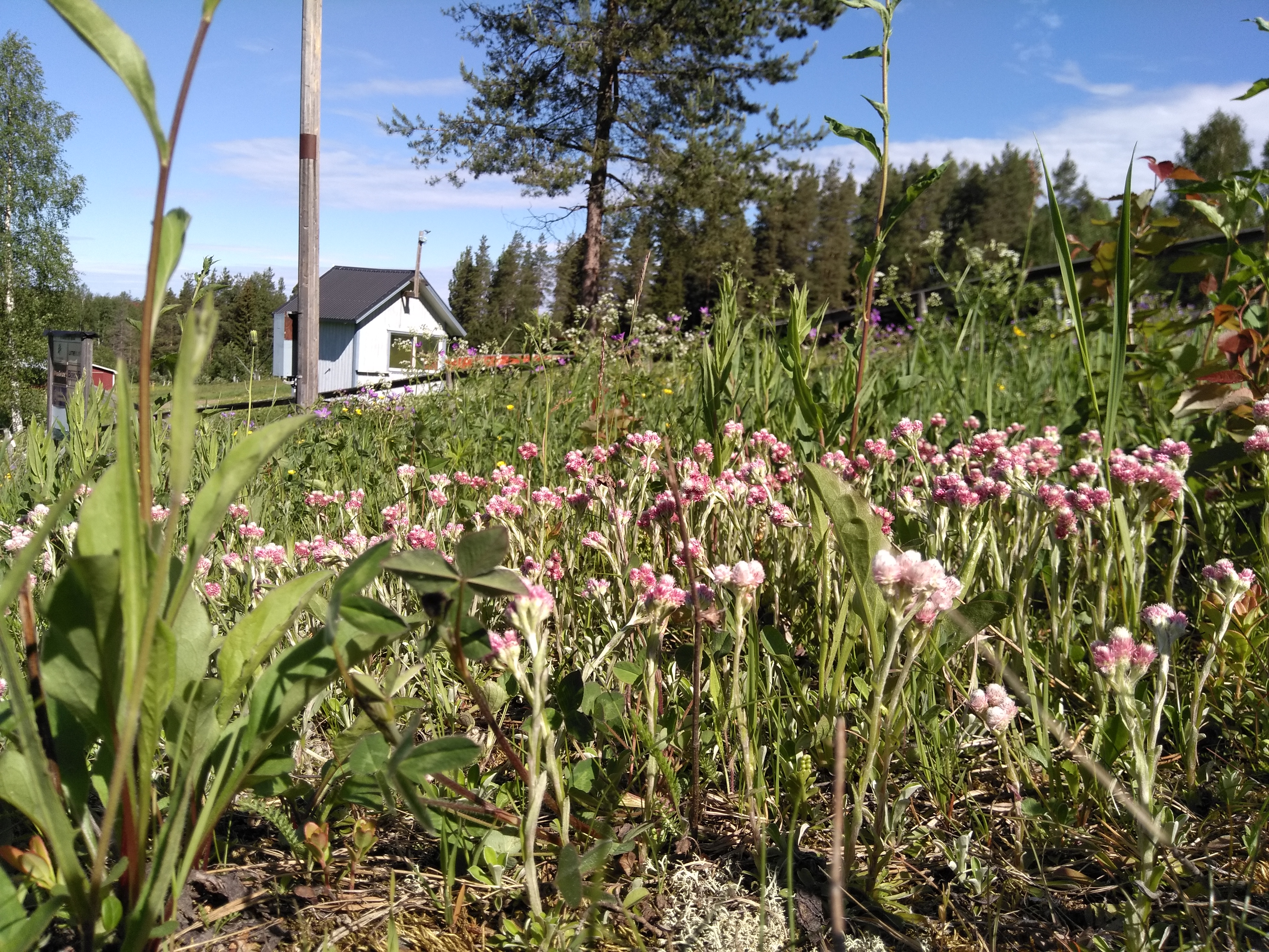 Blomsteräng