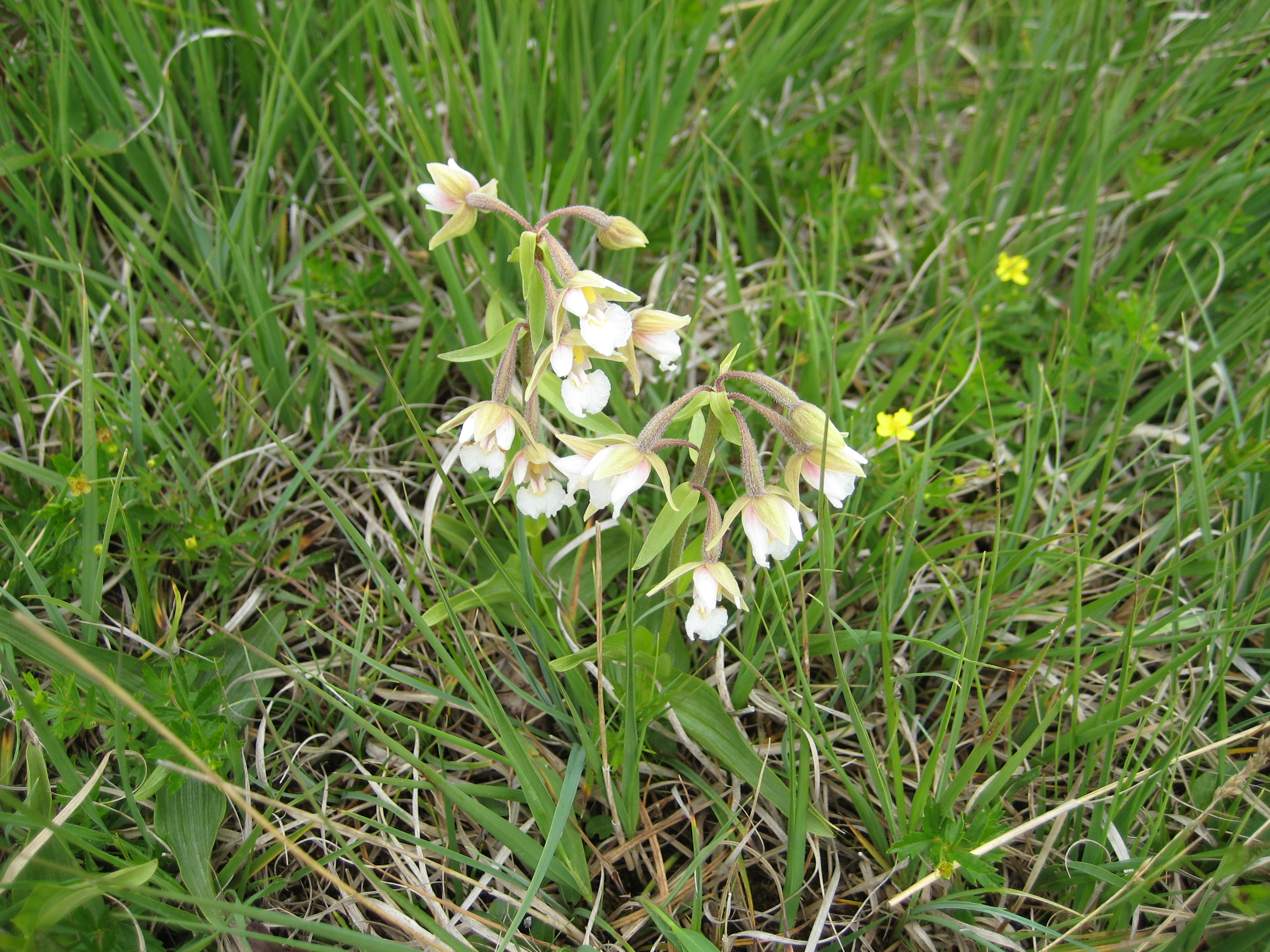 Närbild på vit blomma, kärrkniprot